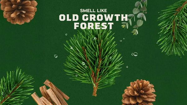 14 oz Pine Tar Body Wash